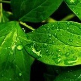 UNDERSTANDING LEAF TRANSPIRATION MECHANISMS WITH LGR WATER VAPOUR ISOTOPIC ANALYZER